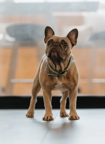Agenturhund Sally