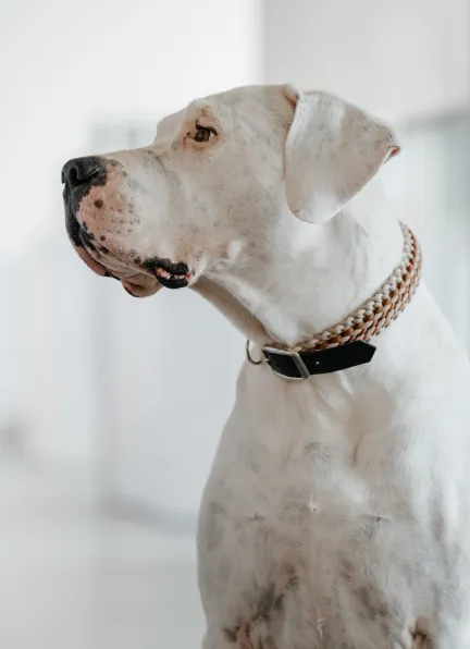 Agenturhund Iker